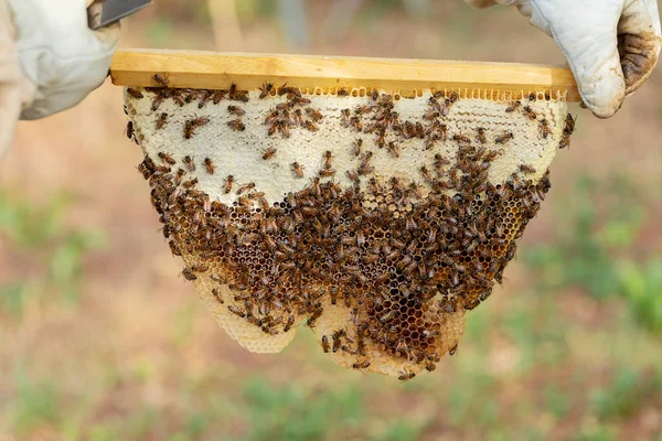 Пчеловод Осматривает Пчелиную Колонию Естественных Сотах — стоковое фото