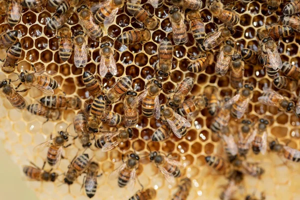 Пчелиная Колония Естественных Сотах — стоковое фото