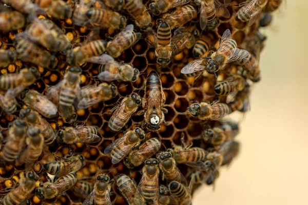 Bee Queen Withe Identification Spot Her Bee Colony Natural Honeycomb — Stockfoto