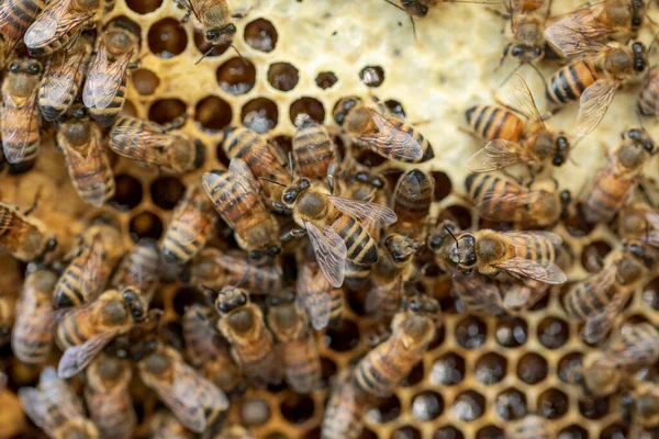 Пчелы Процессе Сбора Нектара Внутри Натуральной Соты — стоковое фото