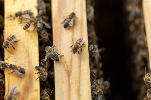 Макро Крупный План Пчелы Деревянной Части Пчелиной Колонии — стоковое фото
