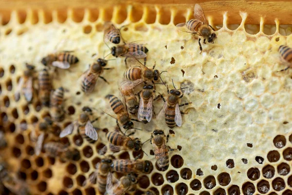 Пчелы Процессе Сбора Нектара Внутри Натуральной Соты — стоковое фото