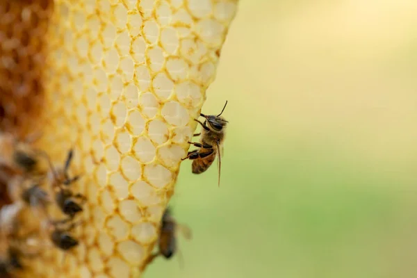 Макро Крупным Планом Пчелы Натуральных Сотах — стоковое фото