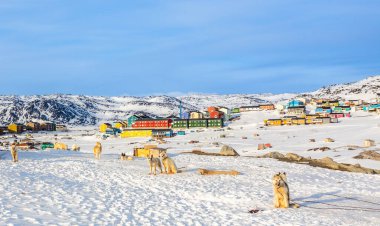 Kayalık tepelerde kızak köpekleri ve Eskimo evleri karla kaplı, Ilulissat, Avannaata belediyesi, Grönland