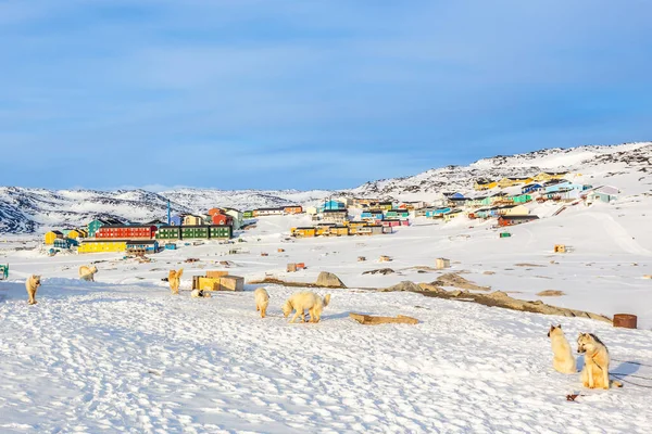 Sledování Psů Inuitských Domů Skalnatých Kopcích Pokrytých Sněhem Ilulissat Obec — Stock fotografie