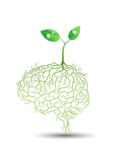 具有脑根、载体的幼体植物 — 图库矢量图片