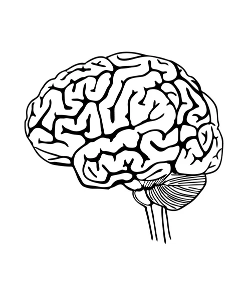 Ilustración del contorno vectorial del cerebro humano — Vector de stock