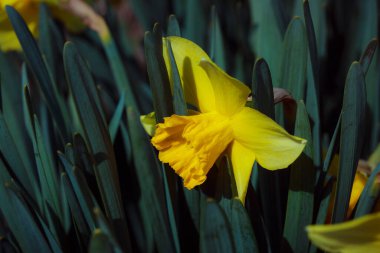Bahçedeki sarı nergisler