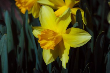 Bahçedeki sarı nergisler