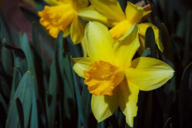 Bahçedeki sarı nergisler