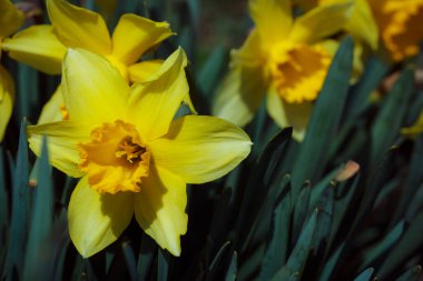 Bahçedeki sarı nergisler