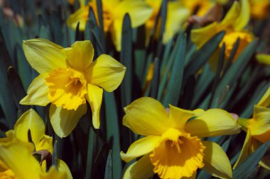 Bahçedeki sarı nergisler