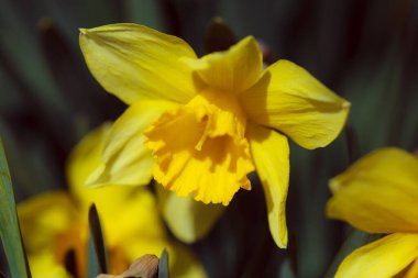Bahçedeki sarı nergisler