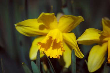 Bahçedeki sarı nergisler