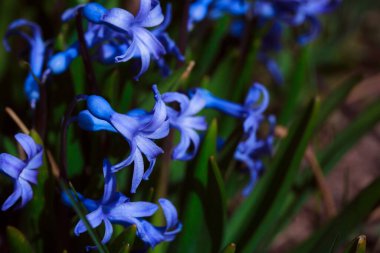 Bahçedeki güzel mavi çiçekler