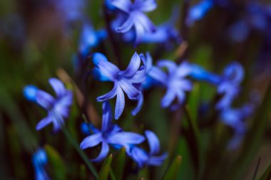 Bahçedeki güzel mavi çiçekler