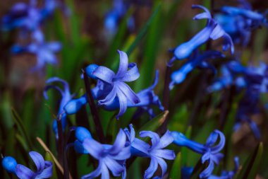 Bahçedeki mavi sümbül çiçekleri