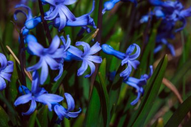 Bahçedeki güzel mavi çiçekler