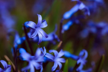 Bahçedeki güzel mavi çiçekler