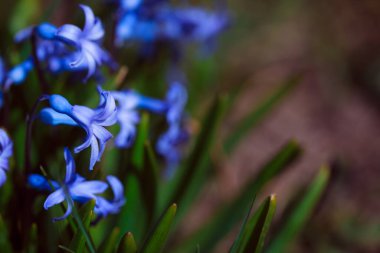 Ormanda güzel bahar çiçekleri
