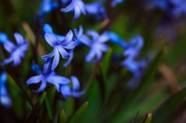 Bahçedeki güzel mavi çiçekler