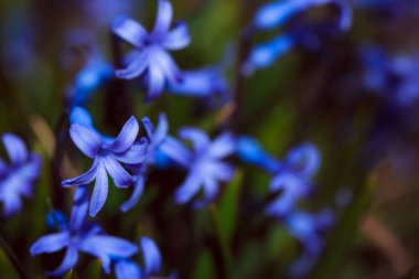 Bahçedeki mavi çiçekler