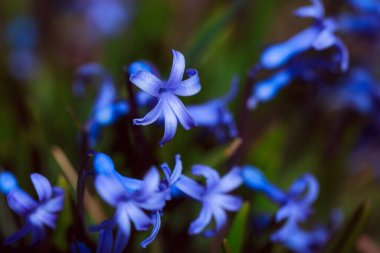 Ormanda mavi çiçekler