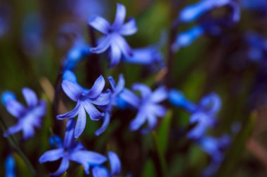 Ormanda mavi çiçekler