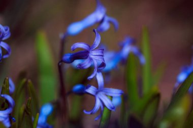 Bahçedeki güzel mavi çiçekler