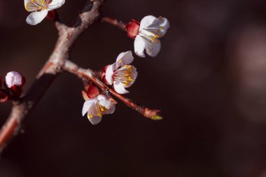 Bahar çiçeklerinin güzel çiçekleri