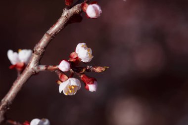 bir ağacın dalında bahar çiçekleri
