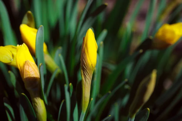 Bahçedeki Güzel Sarı Laleler — Stok fotoğraf