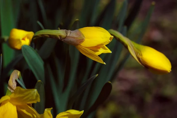 Flor Íris Amarela Jardim — Fotografia de Stock