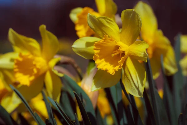 Narcisos Amarelos Jardim — Fotografia de Stock