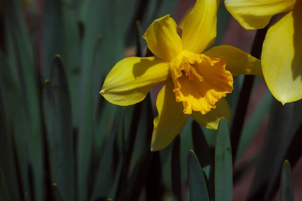 Narcisi Gialli Giardino — Foto Stock