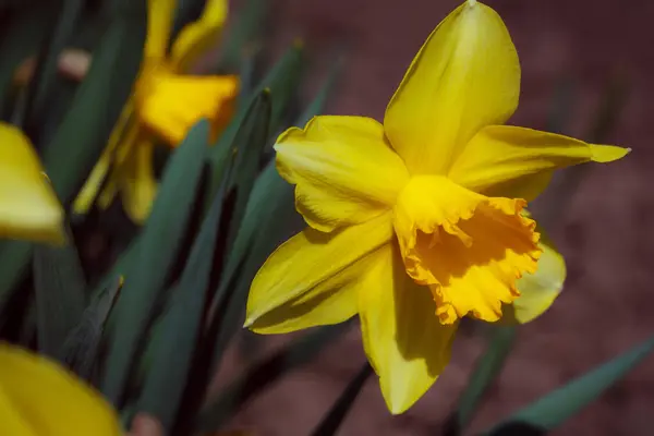 Желтые Нарциссы Саду — стоковое фото