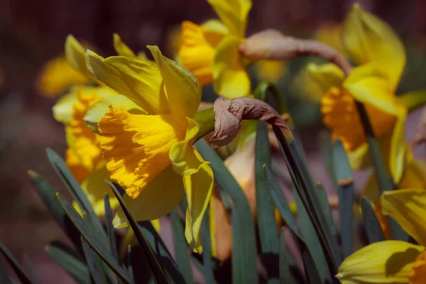 Gele Iris Bloemen Tuin — Stockfoto