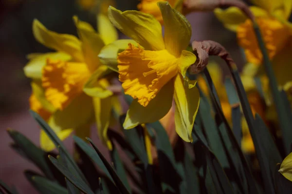 Narcisos Amarelos Jardim — Fotografia de Stock