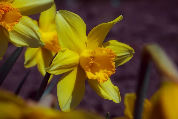 Gele Narcissen Tuin — Stockfoto