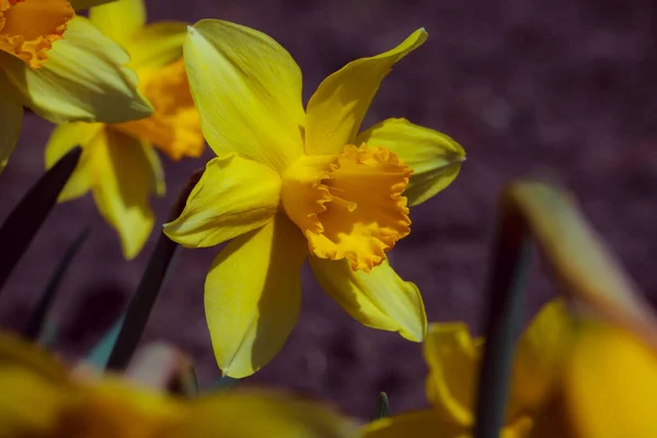 庭の黄色の水仙は — ストック写真
