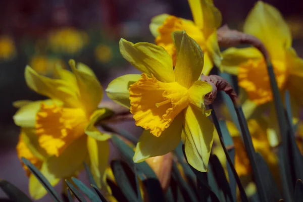 Flores Amarillas Jardín —  Fotos de Stock