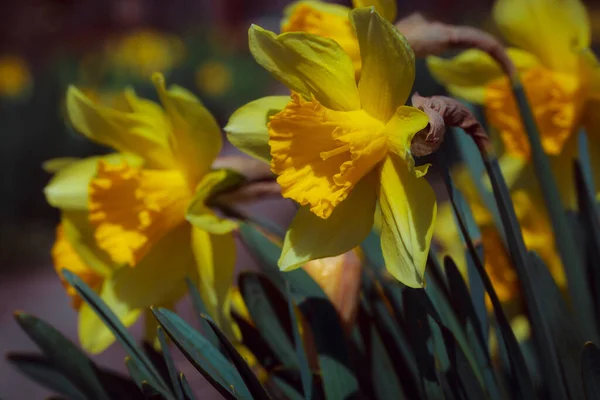 Желтые Нарциссы Саду — стоковое фото