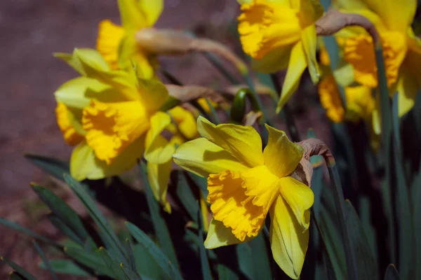 Flores Amarelas Jardim — Fotografia de Stock