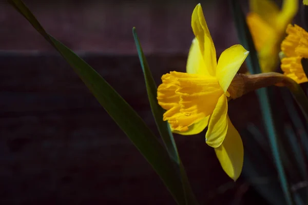 Narcisos Amarelos Jardim — Fotografia de Stock