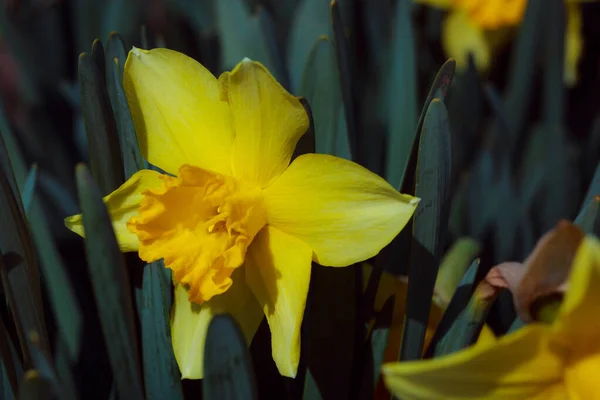 Narcisos Amarillos Jardín —  Fotos de Stock