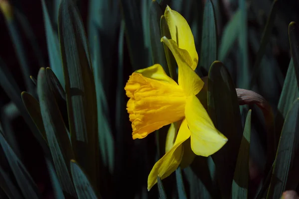 Hermosa Flor Amarilla Del Iris Jardín —  Fotos de Stock