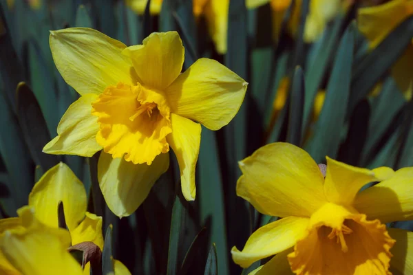 Narcisos Amarelos Jardim — Fotografia de Stock