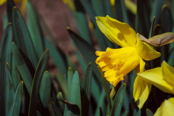 Flores Tulipán Amarillo Jardín —  Fotos de Stock