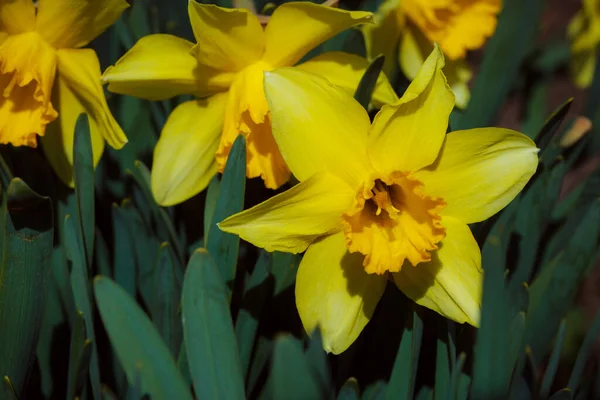 Narcisos Amarelos Jardim — Fotografia de Stock