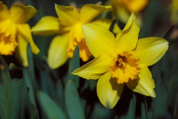 Narcisos Amarelos Jardim — Fotografia de Stock